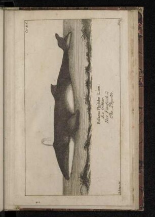 Balaena Phÿsalus Linn: Le Gibbar. Der Finnfisch. The Physeter.