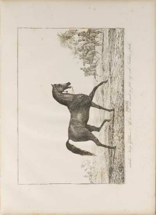 Illustration: Oglan. arabischer Hengst, Goldbraun, ...