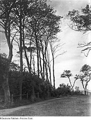 Waldstück mit Weg zum Strand-Café