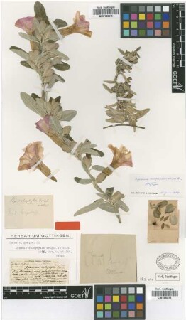 Ipomoea calophylla Wright ex Griseb. [holotype]