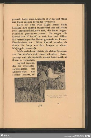 Sturmmöve, Larus canus, Linn., zum Neste kommend