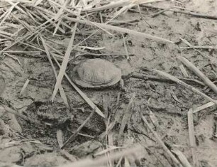 Europäische Sumpfschildkröte (Emys orbicularis L.), auf dem Land