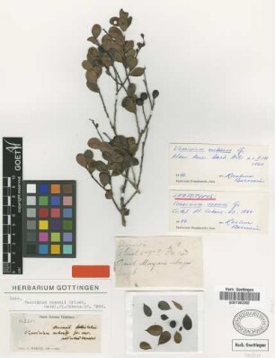 Vaccinium ramonii Griseb. [lectotype]