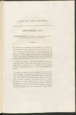 Amandier Satiné. Amygdalus Orientalis
