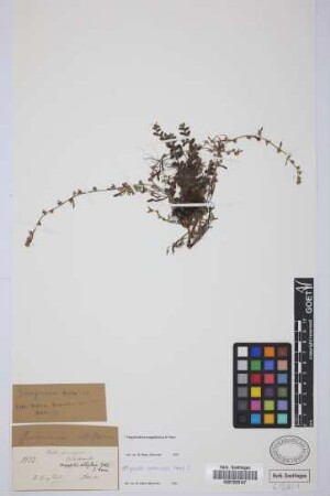 Eritrichium albiflorum Griseb.