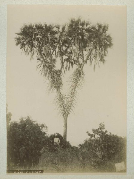 Dum palm