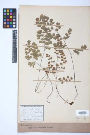 Adiantum capillus-veneris L.