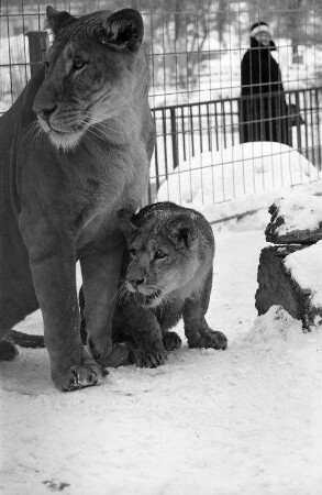 Raubtier-Zwergmutation im Karlsruher Zoo.