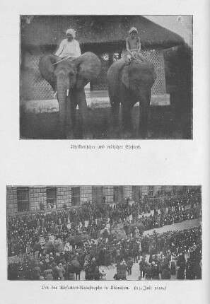 Afrikanischer und indischer Elefant. ; Vor der Elefantenkatastrophe in München (31. Juli 1888).