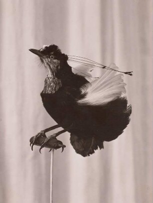 Sechsstrahliger Paradiesvogel (Parotia sexpermis Bodd)
