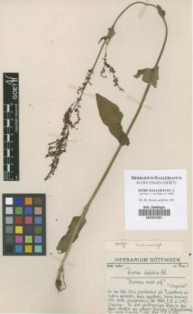 Rumex arifolius All.