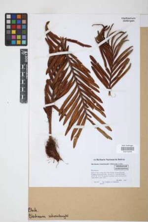 Blechnum schomburgkii (Klotzsch) C. Chr.