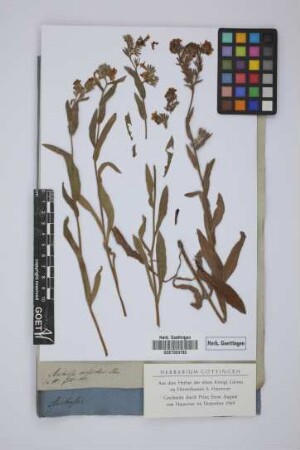 Anchusa discolor