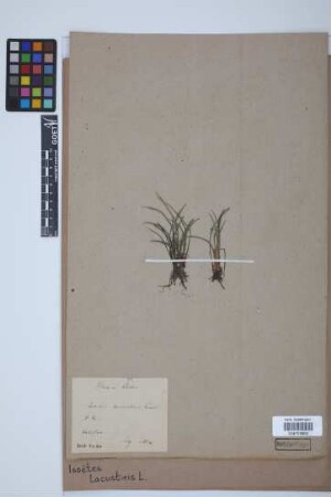 Isoetes lacustris L.