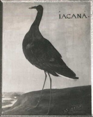 IACANA Sporenflügel Jacania (Jassana, Jacana jacana L.)