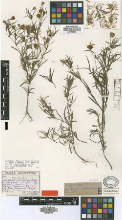 Pectis odorata Griseb. [holotype]