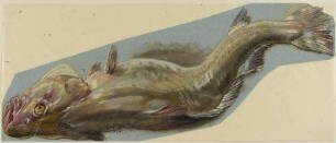 Toter Fisch, gewellt auf dem Rücken liegend