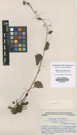 Saxifraga rotundifolia L.