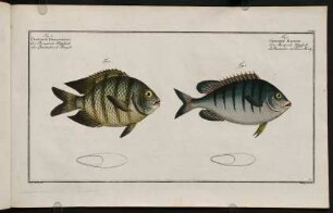 CCXIIIr, Fig. 1.: Chaetodon Mauritii. Fig. 2.: Chaetodon Bengalensis
