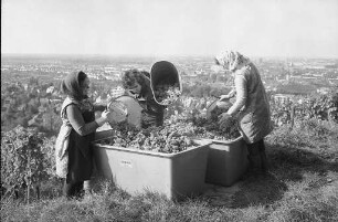 Staatliche Rebveredelungsanstalt Durlach. Weinlese in den Weinberghängen am Turmberg