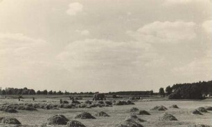 Heuernte bei Weißkollm : Synowe žně pola Běłeho Chołmca