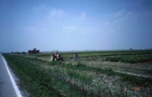 Fotografie: Ernteverfahren, Erntetechnik, Zuckerrübe, Zuckerrübenköpfrodebunker selbstfahrend, Handarbeit