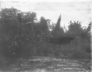 Teich : Teich mit Seerosen in Mitten von Bäumen