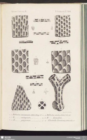 T. Crétacés, Pl. 696