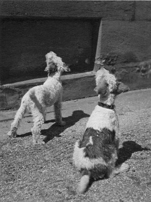 Tiere. Zwei Terrier