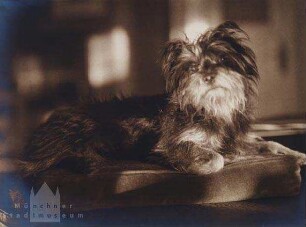 Hund "Teufel" liegend