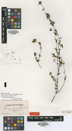 Pterolepis glomerata (Rottb.) Miq. var. microphylla Cogn.
