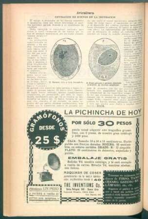 Avicultura : Revisación de huevos en la incubación