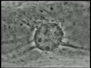 Die Organelle der lebenden Pflanzenzelle (Allium cepa)
