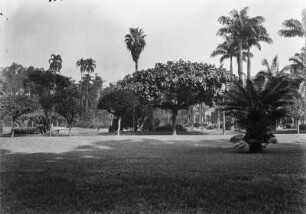 Park : Eine Parkanlage mit Bäumen und Rasen in Brasilien.