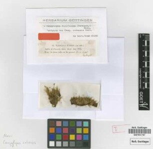 Campylopus cubensis Sull. [isotype]