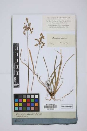 Hierochloe borealis