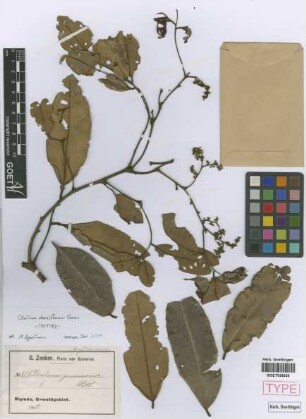 Dialium guineense Willd.