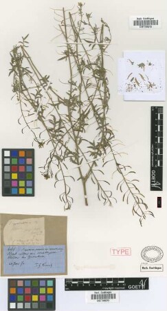Sisymbrium canescens Nutt. var. Griseb. appendiculatum[type]