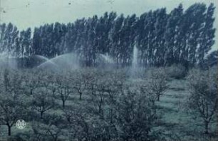 Fotografie: Obstbau, Beregnungsanlage, Frostschutz