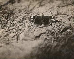 Rochlitzer Berg. Admiral (Vanessa atalanta, syn. Pyrameis atalanta)