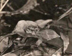 Knoblauchkröte (Pelobates fuscus LAUR.), entwickeltes Jungtier