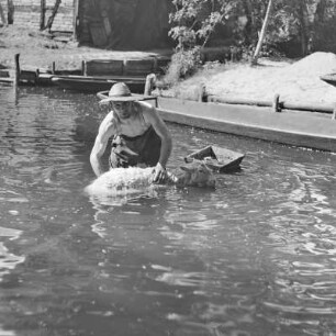 Spreewaldbauer reinigt sein Schaf im Fluss vor seinem Gehöft. : Błótowčan rjedźi swoju wowcu w rěce před swojim statokom.