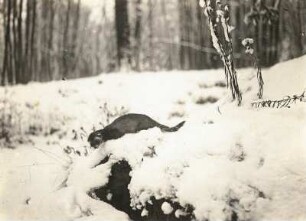 Europäische Iltis oder Waldiltis (Mustela putorius) im Schnee