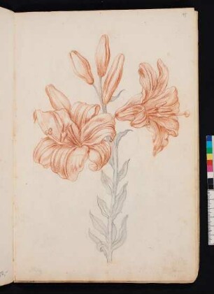 Weiße Lilien nach Maria Sibylla Merian, Blumenbuch, Faszikel II, Taf. 8