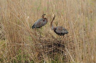 Deutschlands wilde Vögel - Teil 2 - Die Reise geht weiter