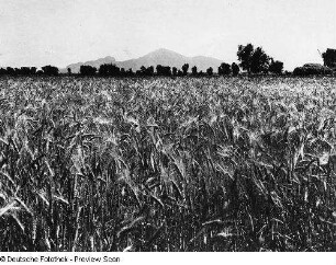 Arizona, Salt River Valley, Landwirtschaft, Bewässerung, Salt River Project. Wiedergewonnenes Gerstenfeld, Aufnahme, Depart. of the Interior, Washington, 2 Abzüge