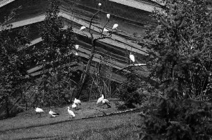 Ludwigsburg: Vogelfreianlage im Schlosspark