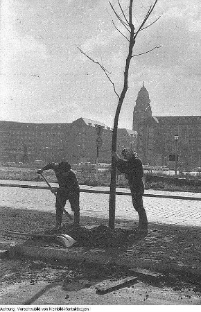 Dresden. St.-Petersburger-Strasse, Studenten pflanzen Bäume an der Leningrader Strasse (vorher Christianstrasse, heute St. Petersburger Strasse), 1968