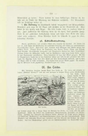 IX. Am Teiche