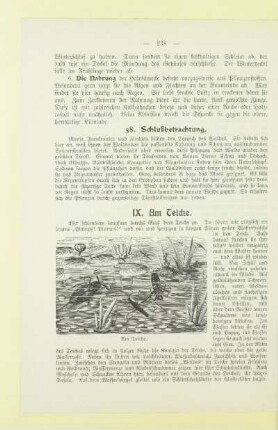 IX. Am Teiche